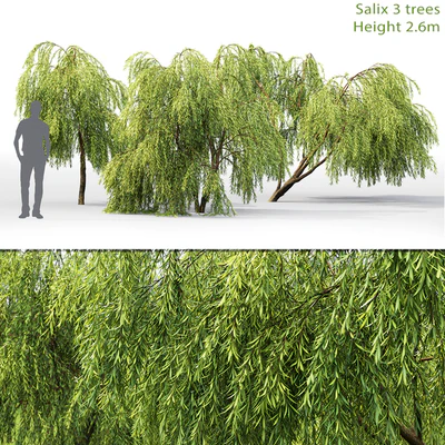 Willow — Вид 1