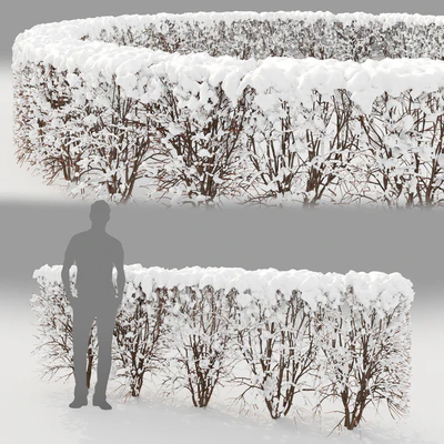 Winter  hedge — Вид 3