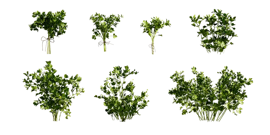 flat leaf parsley 001 — Скачать