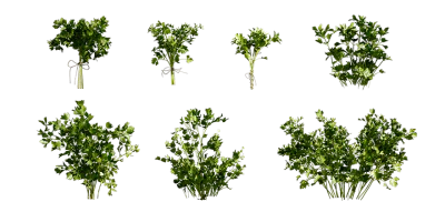 flat leaf parsley 001 — Скачать