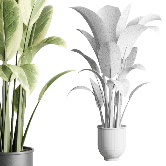 ficus elastica pot Indoor outdoor plant 229 concrete — Descargar