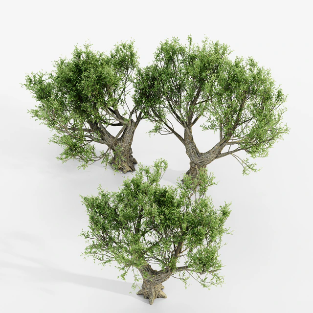 African Olive tree — Download