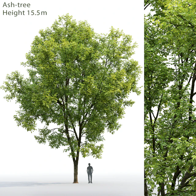 Ash — Скачать