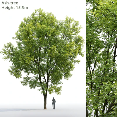 Ash — Вид 1