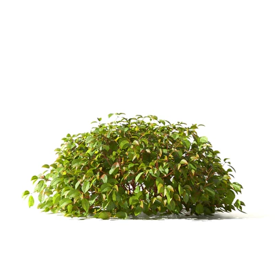Дёрен отпрысковый Келси | Cornus sericea Kelseyi — Вид 5