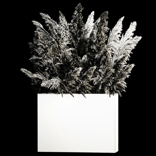 Dried flower bouquet of pampas from dry reeds in a concrete vase of pampas grass, Cortaderia. 268. — Descargar