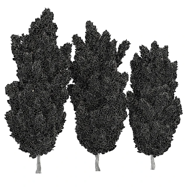 Italian Cypress High details Tree — Скачать
