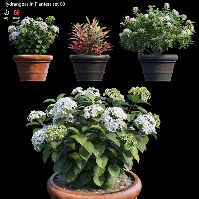 Hydrangea in planters set 08 — Descargar