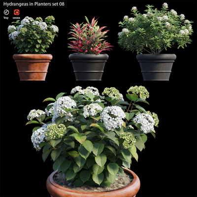 Hydrangea in planters set 08 — Ver 1