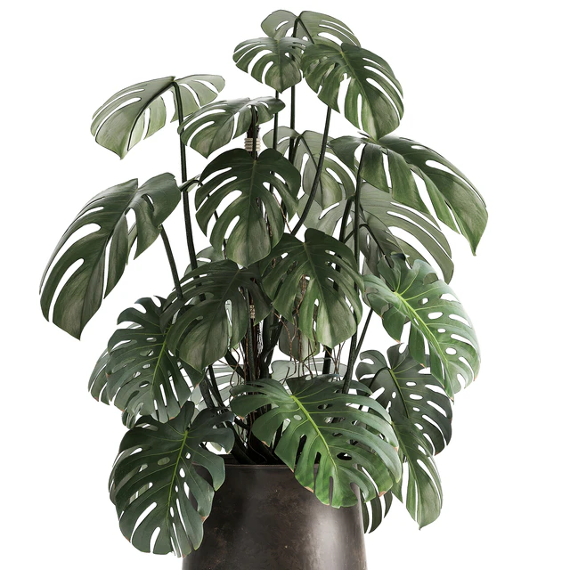 An exotic plant in a rusty metal pot with a Monstera bush. 1001. — Descargar