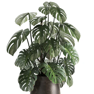 An exotic plant in a rusty metal pot with a Monstera bush. 1001. — Ver 6