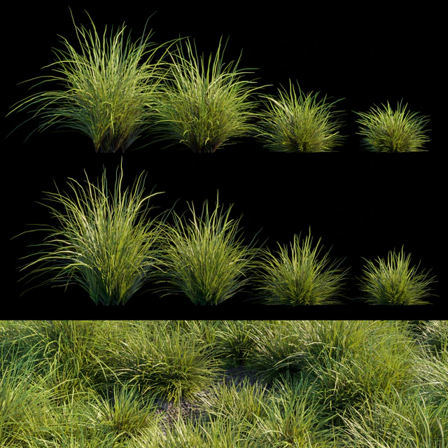 Saw-sedges grass — Descargar
