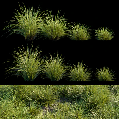 Saw-sedges grass — Ver 3