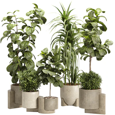 Indoor Ficus Lyrata Plants Set 60 — download