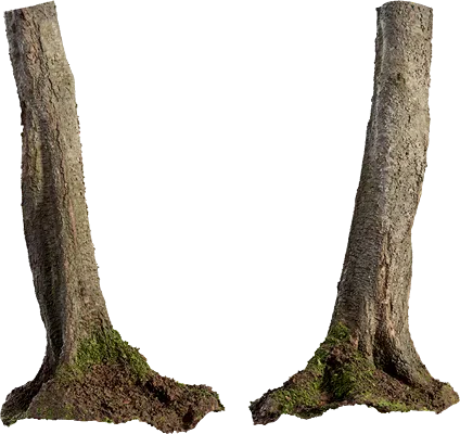 birch tree trunk 005 — Descargar