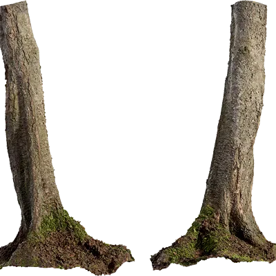 birch tree trunk 005 — Descargar
