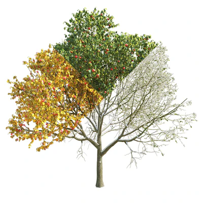 Apple Tree 2 Seasons — Вид 3