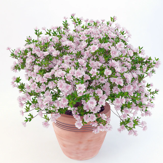 potted plant Azalea 001 — Descargar