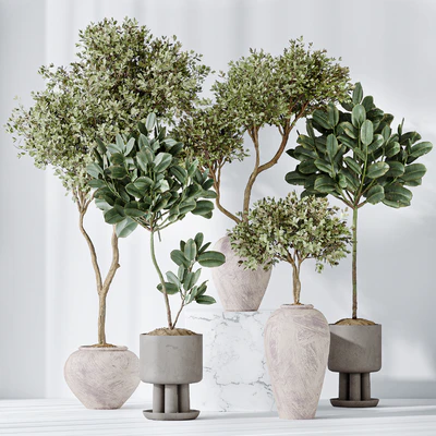 Elastica Abidjan Melany and Mission Olive Tree Vase 18 — Ver 6