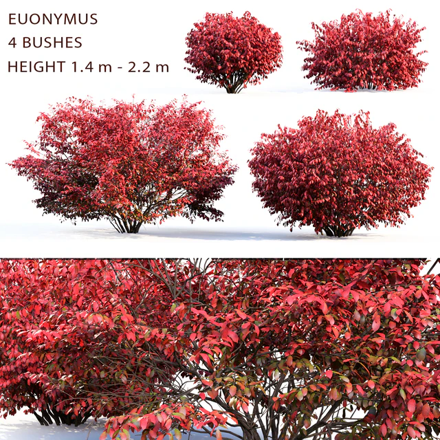 Euonymus — Download