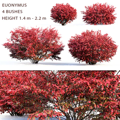 Euonymus — View 1