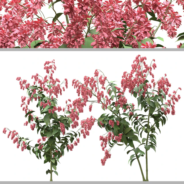 Set of Polygonum Orientale Plant ( Princes Feather ) ( 3 Plants ) — Descargar