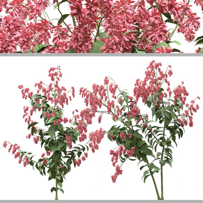 Set of Polygonum Orientale Plant ( Princes Feather ) ( 3 Plants ) — Ver 7
