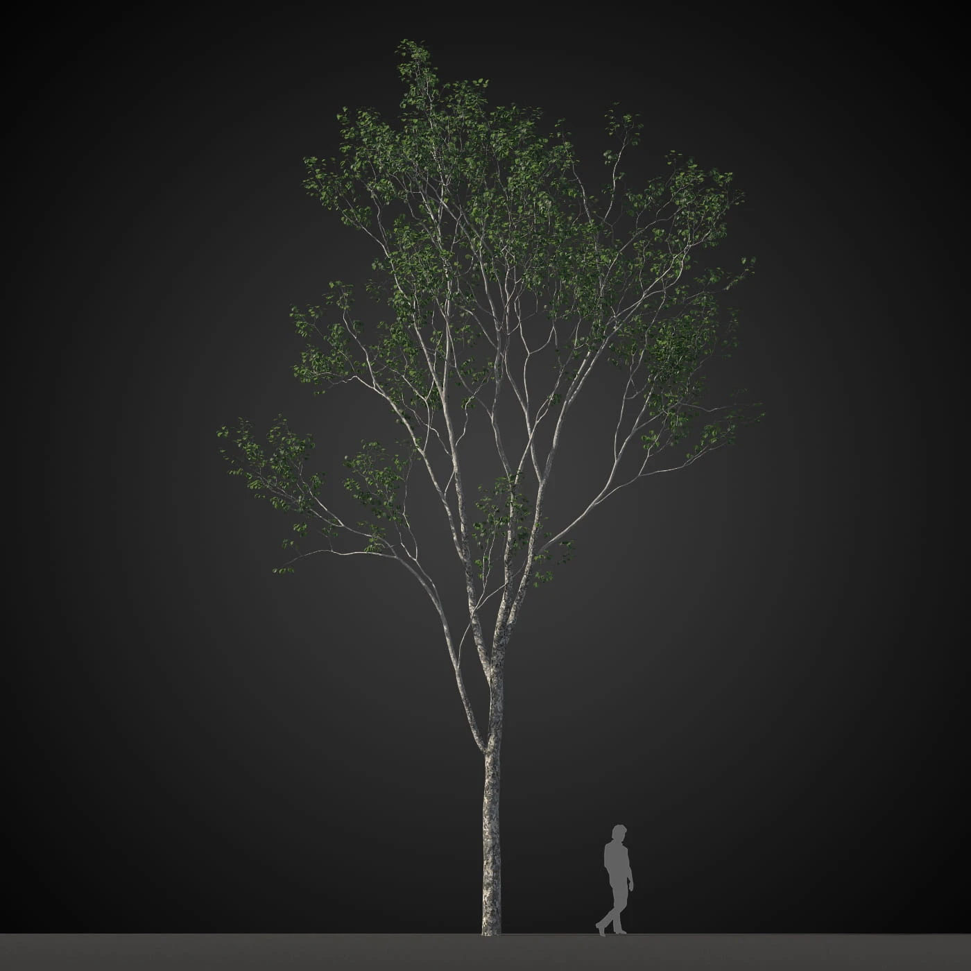 trees 014 — Скачать