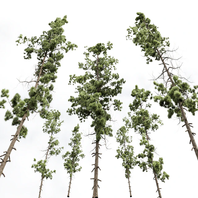 Pinus Palustris and Sphaeropteris Lepifera — Descargar