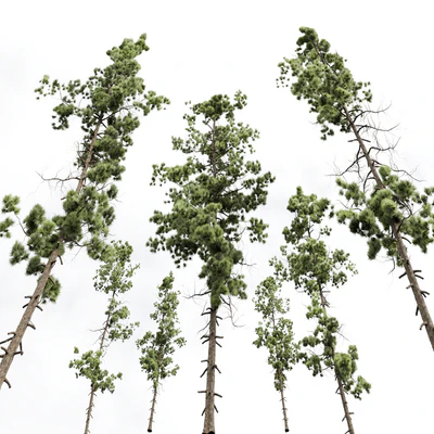 Pinus Palustris and Sphaeropteris Lepifera — Ver 7