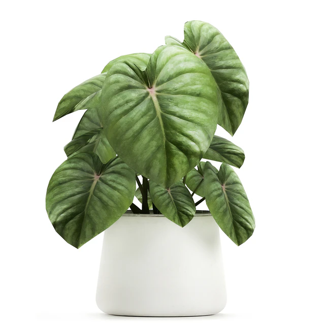 Exotic small flower Anthurium crystal in a white pot flowerbed, Philodendron. Set 890. — Descargar