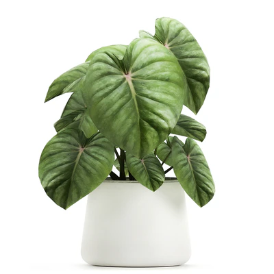 Exotic small flower Anthurium crystal in a white pot flowerbed, Philodendron. Set 890. — Ver 7