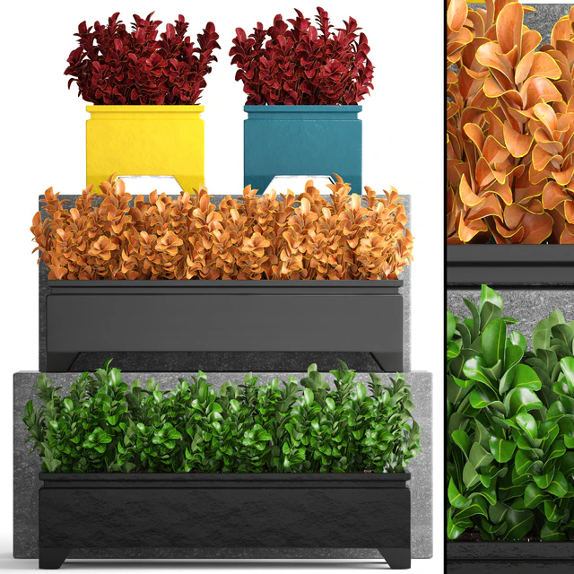 Collection of plants 110. Barberry, Barberry Thunberg, bushes, landscaping, garden flowerpot, outdoor pot, bush — Descargar