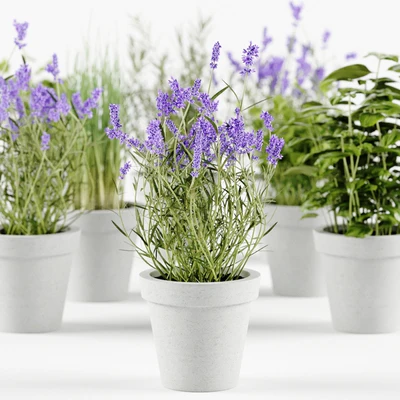 Herbs in concrete pots — Ver 3