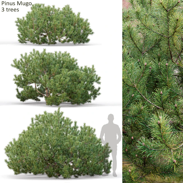 Pine — Descargar
