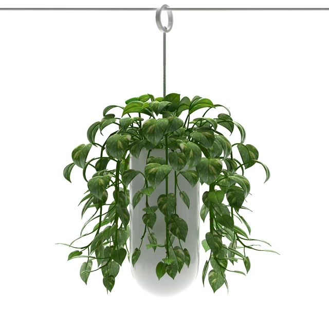 MONEY PLANTS — Скачать
