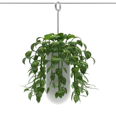 MONEY PLANTS — Вид 2