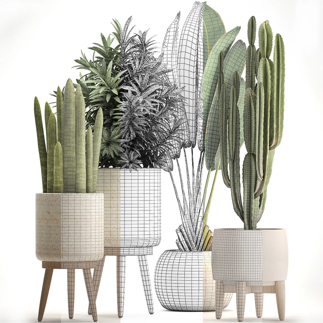 Collection of plants 320. White basket, dracaena, ravenala, banana, cereus, cactus, sansevieria, interior, indoor, Scandinavian style, strelitzia — Descargar