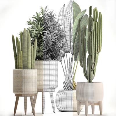 Collection of plants 320. White basket, dracaena, ravenala, banana, cereus, cactus, sansevieria, interior, indoor, Scandinavian style, strelitzia — Ver 3