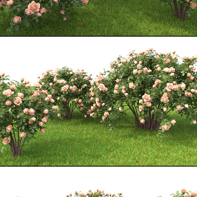 Rose — Скачать