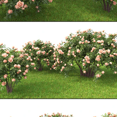 Rose — Вид 3