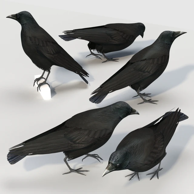 Carrion Crow (bird) — Скачать