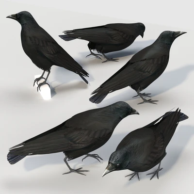 Carrion Crow (bird) — Вид 3