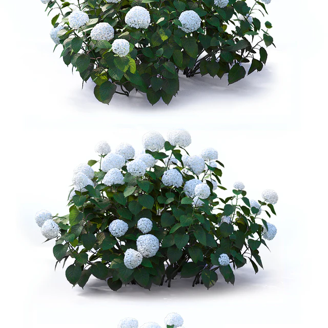 Hydrangea arborescens — Descargar