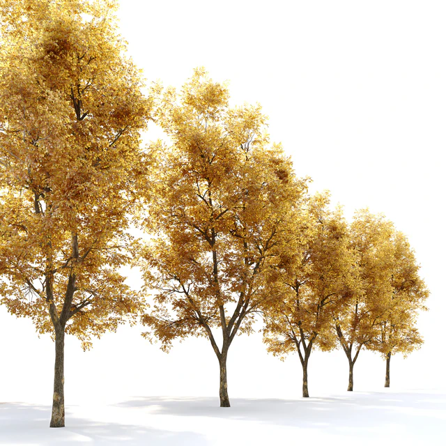 Alnus glutinosa (black alder) — Скачать