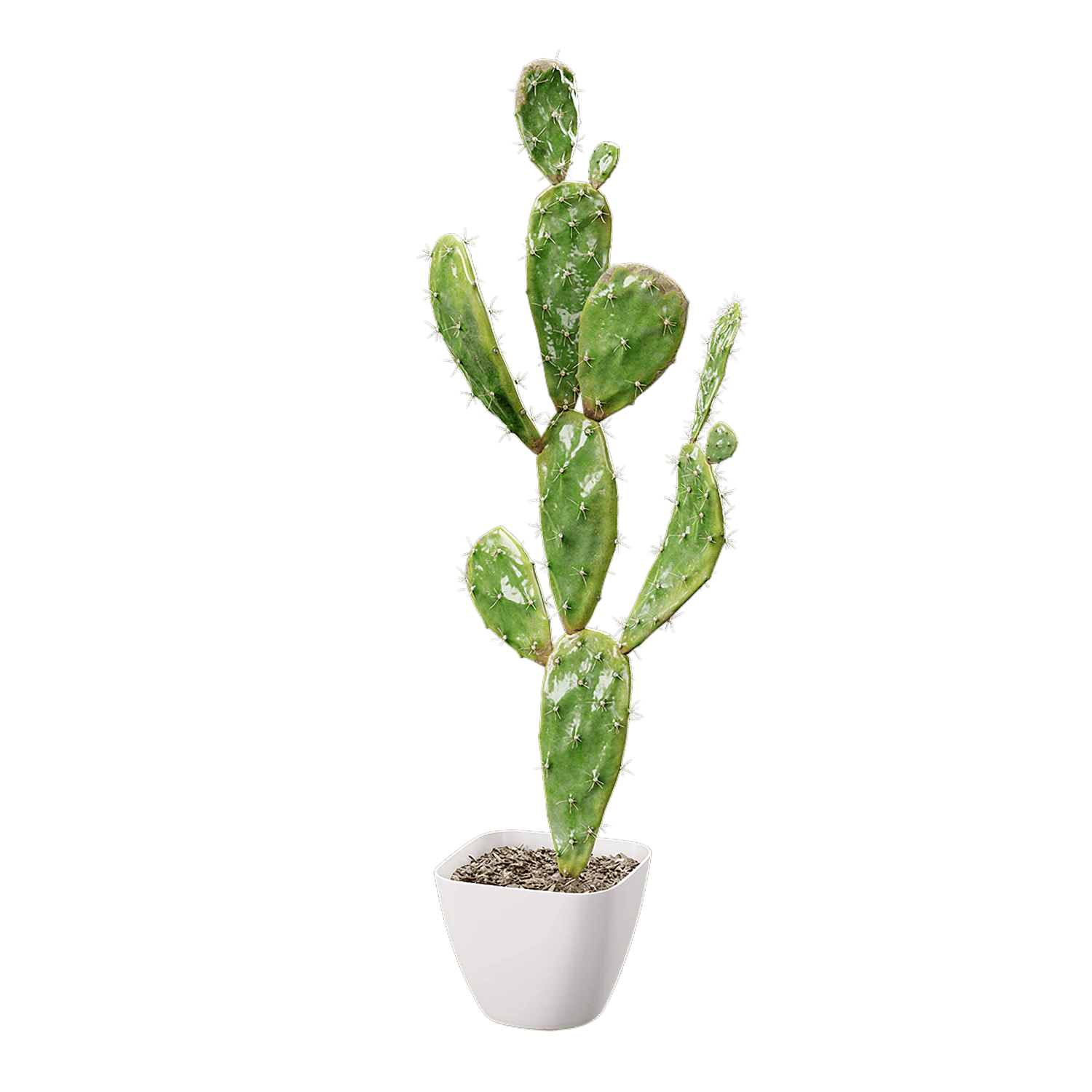 plant cactus prickly pear 002 — Скачать
