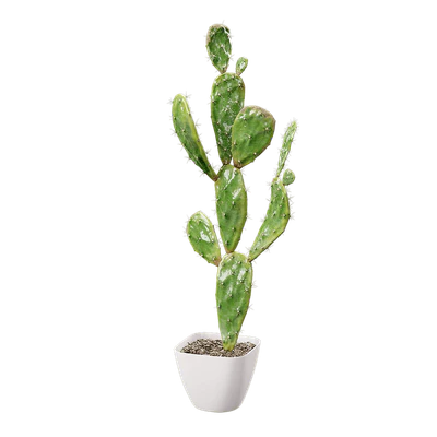 plant cactus prickly pear 002 — Скачать