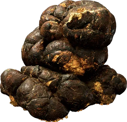 deer manure 001 — Скачать