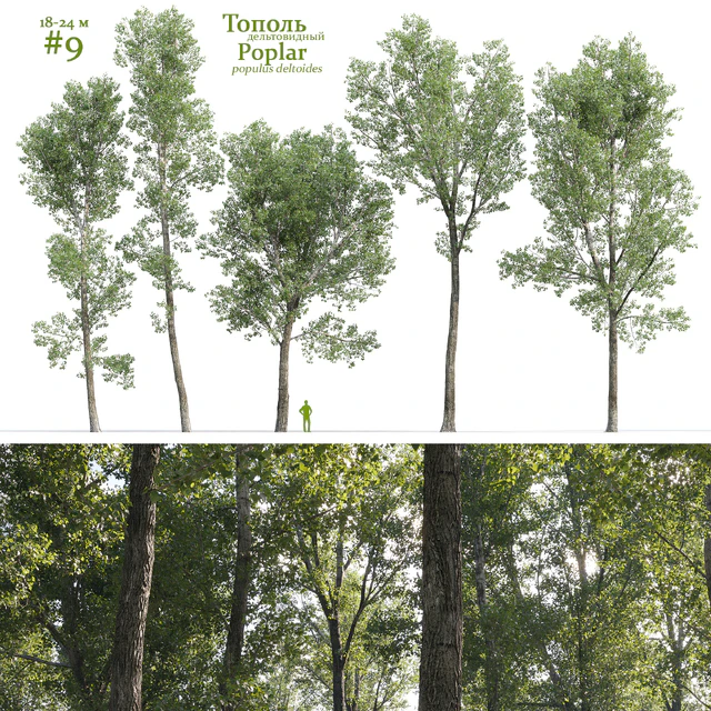 Тополь дельтовидный / Poplar / Populus deltoides #9 — Скачать
