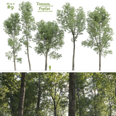 Тополь дельтовидный / Poplar / Populus deltoides #9 — Вид 1